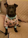 ​Looking to adopt your next fur-ever buddy? Meet CeCe! He has been chosen as Patch's Foster of the Week.
