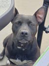 ​Looking to adopt your next fur-ever buddy? Meet CeCe! He has been chosen as Patch's Foster of the Week.