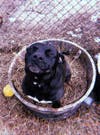 ​Looking to adopt your next fur-ever buddy? Meet CeCe! He has been chosen as Patch's Foster of the Week.
