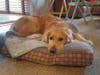 Meet Annie! She has been chosen as Bridgewater​ Patch's Pet Of The Week.