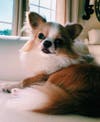 Meet Steve! He has been chosen as Hillsborough Patch's Pet Of The Week.