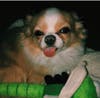 Meet Steve! He has been chosen as Hillsborough Patch's Pet Of The Week.