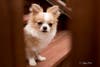 Meet Steve! He has been chosen as Hillsborough Patch's Pet Of The Week.