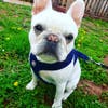 Meet Beans! He has been chosen as Manville Patch's Pet Of The Week.