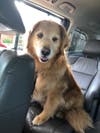 Meet Candy! She has been chosen as Scotch Plains-Fanwood Patch's Pet Of The Week.