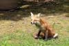 Berkeley Heights resident Howard Fischer captured these photos of a fox family that came to visit on Monday.