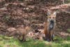 Berkeley Heights resident Howard Fischer captured these photos of a fox family that came to visit on Monday.