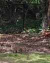 Berkeley Heights resident Howard Fischer captured these photos of a fox family that came to visit on Monday.
