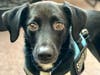 Meet Dobby! He has been chosen as Clark-Garwood Patch's Pet Of The Week.