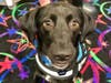 Meet Dobby! He has been chosen as Clark-Garwood Patch's Pet Of The Week.