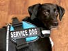 Meet Dobby! He has been chosen as Clark-Garwood Patch's Pet Of The Week.