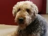 Meet Raider! He has been chosen as Hillsborough Patch's Pet Of The Week.