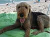 Meet Raider! He has been chosen as Hillsborough Patch's Pet Of The Week.
