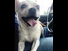 Meet Willow! She has been chosen as Manville Patch's Pet Of The Week.