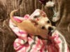 Meet Willow! She has been chosen as Manville Patch's Pet Of The Week.