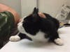 Three cats were allegedly found abandoned and in poor health in the borough on May 1.