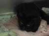 Three cats were allegedly found abandoned and in poor health in the borough on May 1.