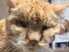 Three cats were allegedly found abandoned and in poor health in the borough on May 1.