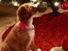 Meet Maisie! She has been chosen as Hillsborough Patch's Pet Of The Week.