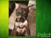 Meet Lucy! She has been chosen as Hillsborough Patch's Pet Of The Week.