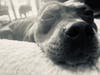 Meet Lucy! She has been chosen as Hillsborough Patch's Pet Of The Week.