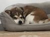 Meet Sani! He has been chosen as Princeton Patch's Pet Of The Week.