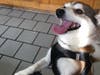 Meet Sani! He has been chosen as Princeton Patch's Pet Of The Week.