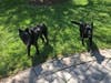 Shadow 2 with fur sibling.