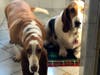 Penny Lane and Maggie (left to right).