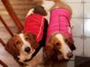 Penny Lane and Maggie (left to right).