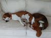 Meet Otis and Stanley! They have been chosen as Patch's Pets Of The Week.