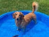 Meet Maxwell! He has been chosen as Clark-Garwood Patch's Pets Of The Week.