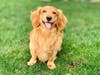 Meet Maxwell! He has been chosen as Clark-Garwood Patch's Pets Of The Week.