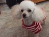 Meet Taffy! She has been chosen as Hillsborough Patch's Pets Of The Week.