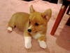Meet Stanley! He has been chosen as Princeton Patch's Pets Of The Week.