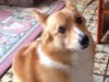 Meet Stanley! He has been chosen as Princeton Patch's Pets Of The Week.