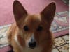 Meet Stanley! He has been chosen as Princeton Patch's Pets Of The Week.
