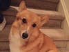 Meet Stanley! He has been chosen as Princeton Patch's Pets Of The Week.