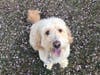 Meet Sparky! He has been chosen as Patch's Pet Of The Week.