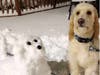 Meet Sparky! He has been chosen as Patch's Pet Of The Week.