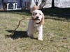 Meet Sparky! He has been chosen as Patch's Pet Of The Week.