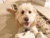 Meet Sparky! He has been chosen as Patch's Pet Of The Week.