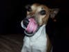 Meet Scooby! He has been chosen as Bridgewater Patch's Pet Of The Week.