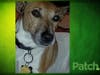Meet Scooby! He has been chosen as Bridgewater Patch's Pet Of The Week.