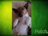 Meet Scooby! He has been chosen as Bridgewater Patch's Pet Of The Week.