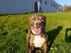 Meet Sheba! She has been chosen as Clark-Garwood Patch's Pet Of The Week.