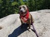 Meet Sheba! She has been chosen as Clark-Garwood Patch's Pet Of The Week.