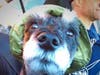 Meet Buster PapaBravo​! He has been chosen as Hillsborough​ Patch's Pet Of The Week.