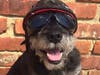 Meet Buster PapaBravo​! He has been chosen as Hillsborough​ Patch's Pet Of The Week.