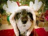 Meet Buster PapaBravo​! He has been chosen as Hillsborough​ Patch's Pet Of The Week.